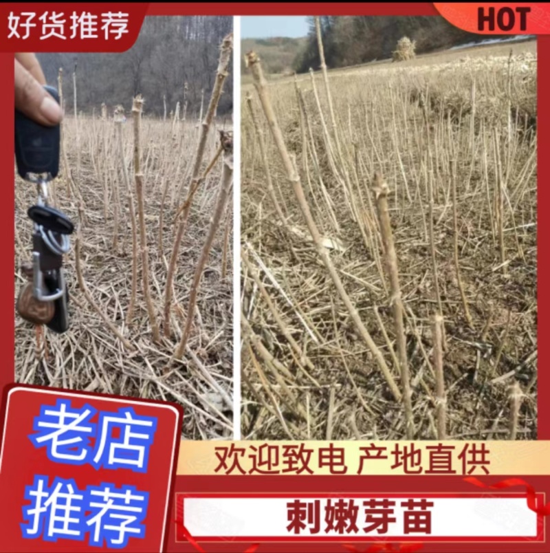 二年生的刺嫩芽苗，刺包头苗