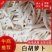 山海螺羊乳草四叶参南沙参山胡萝卜