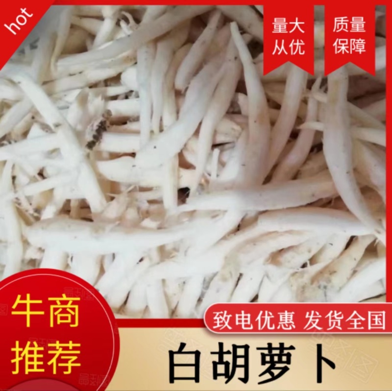 山海螺羊乳草四叶参南沙参山胡萝卜