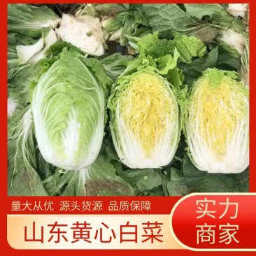 【精品】山东青岛平度黄心白菜大棚上市全国代发