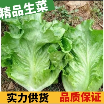 【实力】新鲜精品生菜，视频看货质量保证全国发货