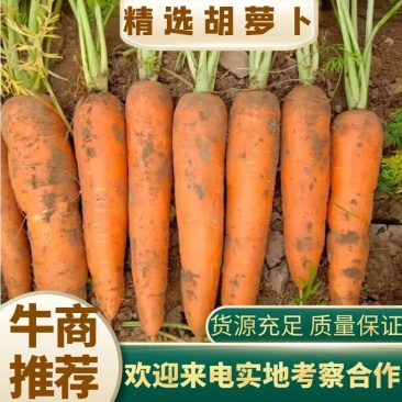 胡萝卜，条形好，基地直供，代销全国，价格优惠，