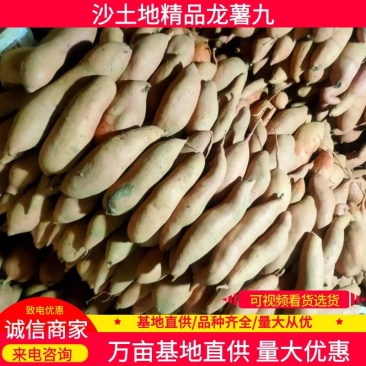 沙土地龙薯九精品三两以上二斤以下，商超，市场货