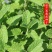 薄荷种子食用野生留兰香柠檬猫薄荷美国薄荷室内外阳台盆栽香