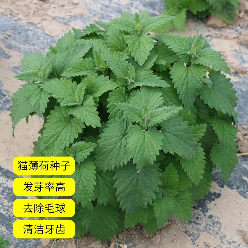 薄荷种子食用野生留兰香柠檬猫薄荷美国薄荷室内外阳台盆栽香