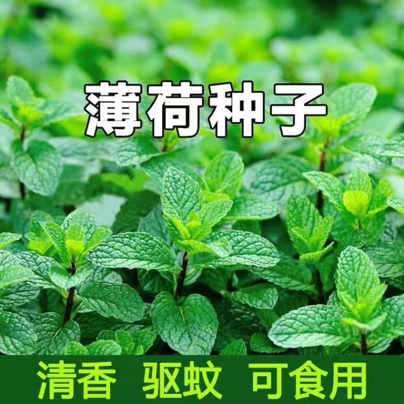 薄荷种子食用野生留兰香柠檬猫薄荷美国薄荷室内外阳台盆栽香
