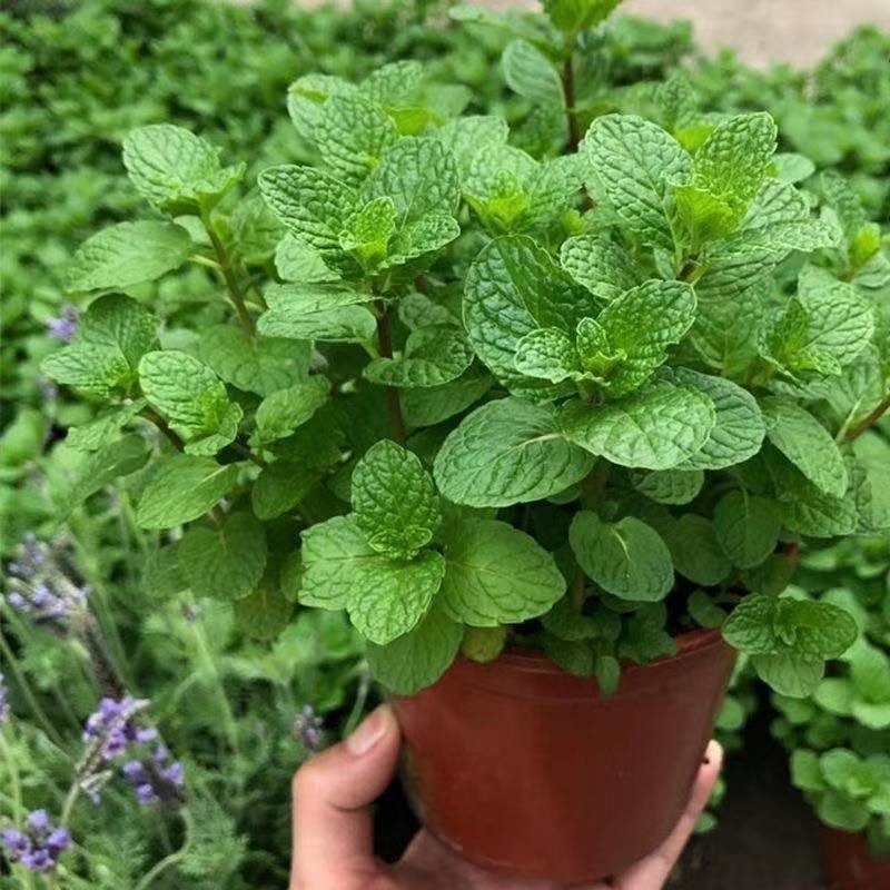 薄荷种子食用野生留兰香柠檬猫薄荷美国薄荷室内外阳台盆栽香