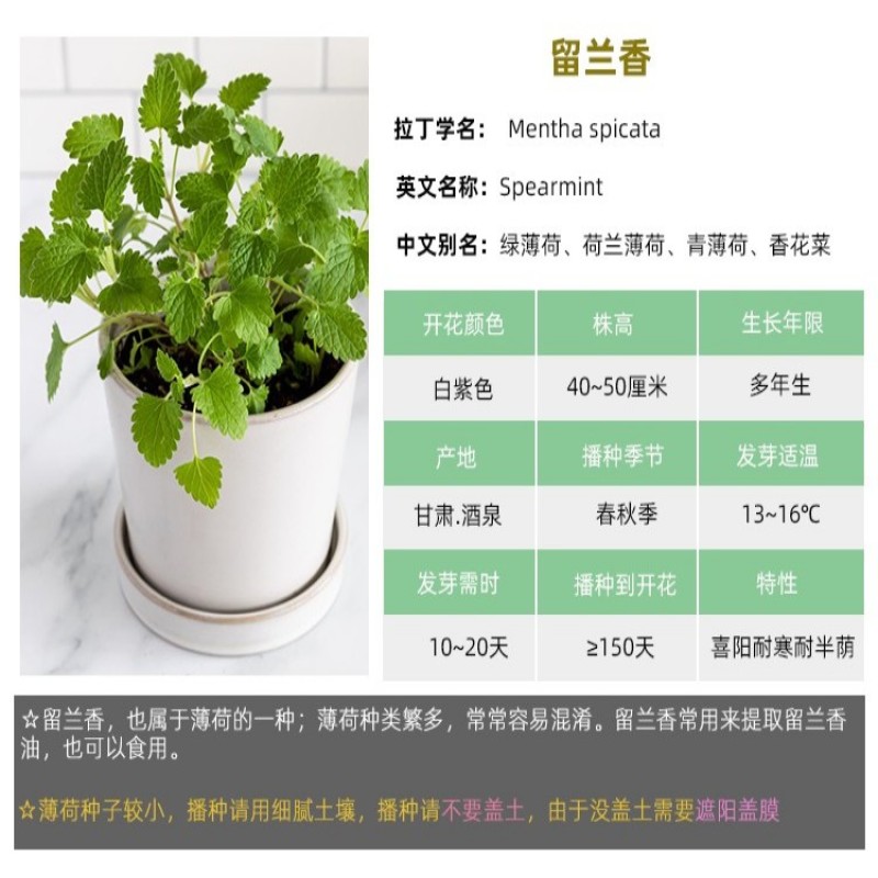 薄荷种子食用野生留兰香柠檬猫薄荷美国薄荷室内外阳台盆栽香