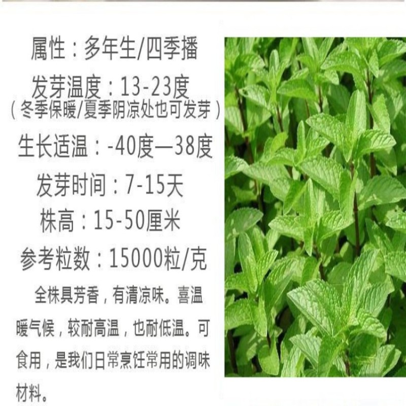 薄荷种子食用野生留兰香柠檬猫薄荷美国薄荷室内外阳台盆栽香