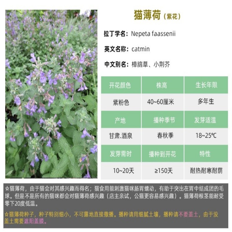 薄荷种子食用野生留兰香柠檬猫薄荷美国薄荷室内外阳台盆栽香