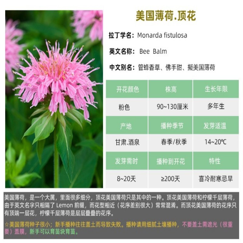 薄荷种子食用野生留兰香柠檬猫薄荷美国薄荷室内外阳台盆栽香