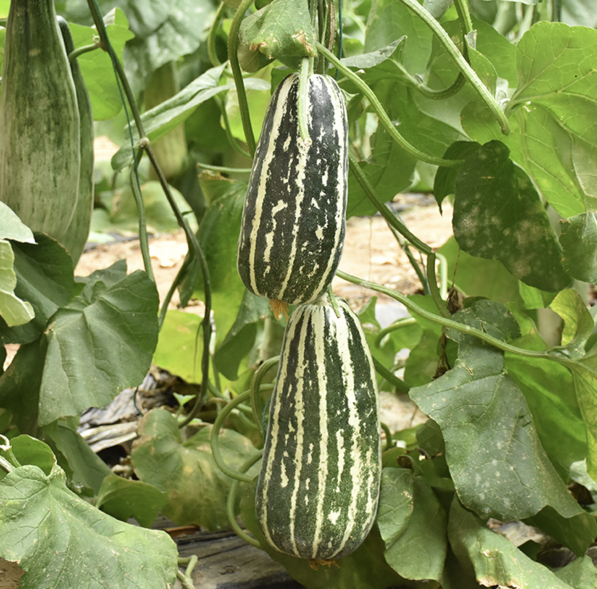 博洋9号甜瓜整果与切面特写