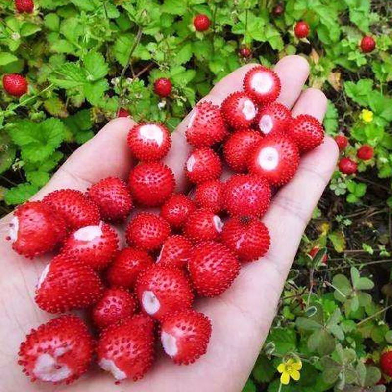 蛇莓种子野草莓多年生园林地被花籽草坪点缀庭院盆栽花卉