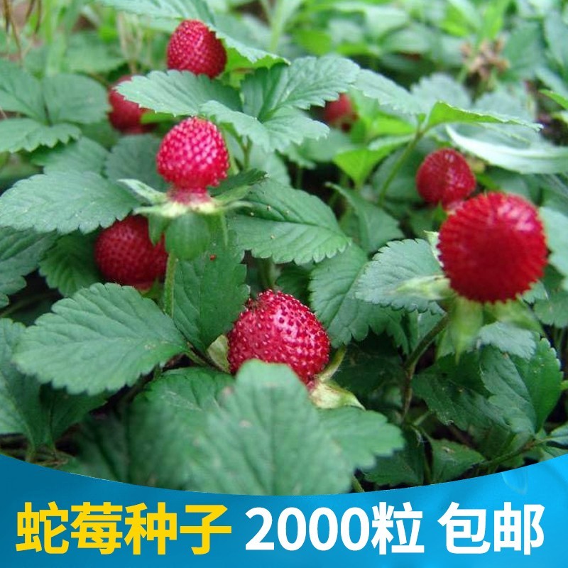 蛇莓种子野草莓多年生园林地被花籽草坪点缀庭院盆栽花卉