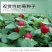 蛇莓种子野草莓多年生园林地被花籽草坪点缀庭院盆栽花卉