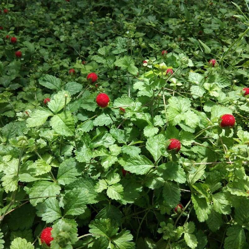 蛇莓种子野草莓多年生园林地被花籽草坪点缀庭院盆栽花卉