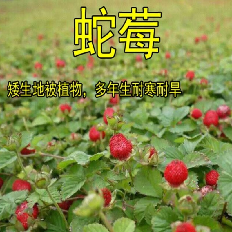 蛇莓种子野草莓多年生园林地被花籽草坪点缀庭院盆栽花卉