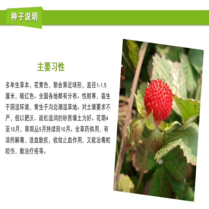 蛇莓种子野草莓多年生园林地被花籽草坪点缀庭院盆栽花卉