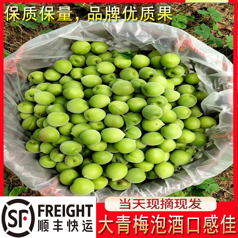 青梅主产区广东饶平新圩镇青梅之乡，青竹梅，小白梅，胭脂梅