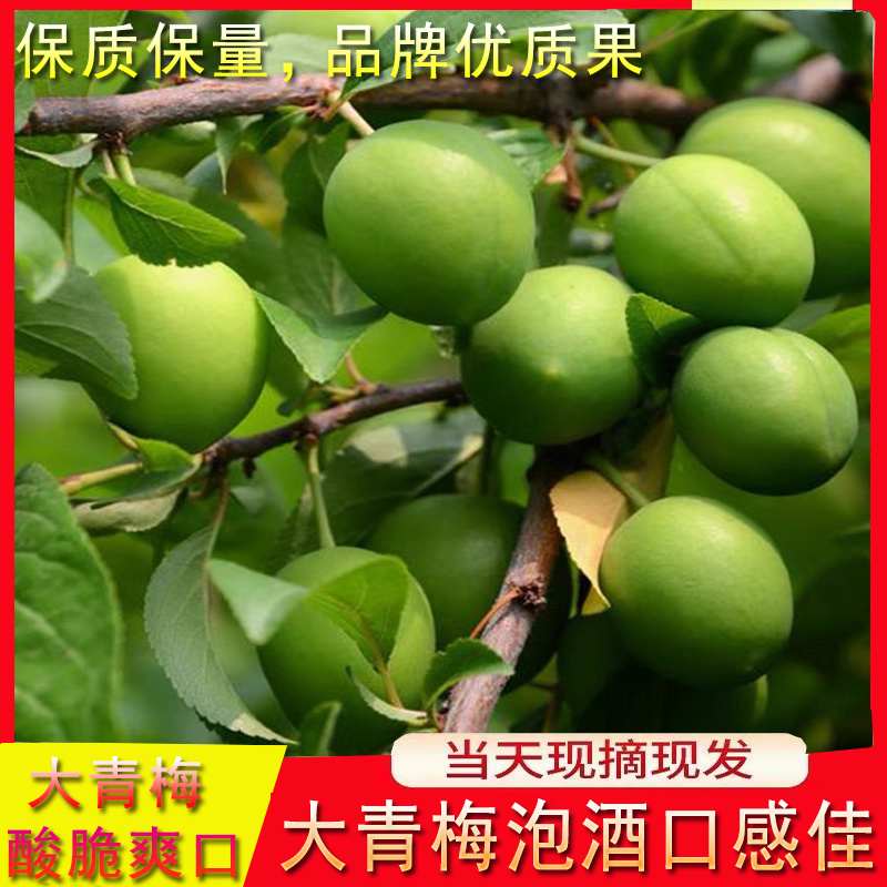 青梅主产区广东饶平新圩镇青梅之乡，青竹梅，小白梅，胭脂梅
