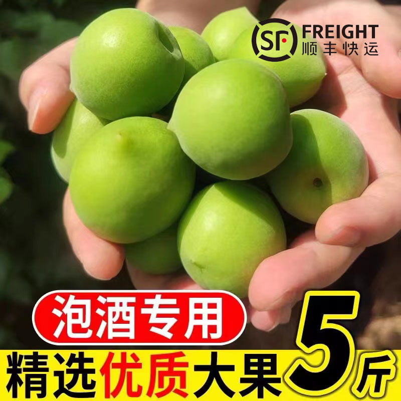 青梅主产区广东饶平新圩镇青梅之乡，青竹梅，小白梅，胭脂梅