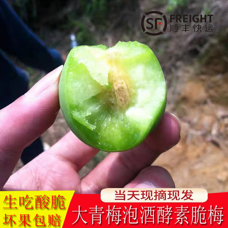 青梅主产区广东饶平新圩镇青梅之乡，青竹梅，小白梅，胭脂梅