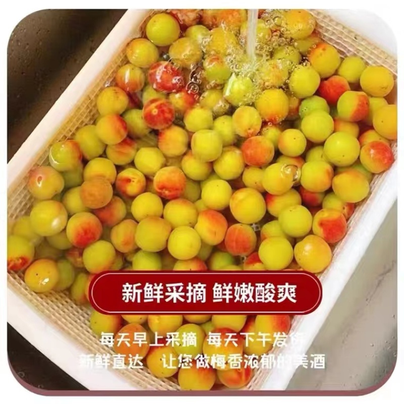青梅主产区广东饶平新圩镇青梅之乡，青竹梅，小白梅，胭脂梅
