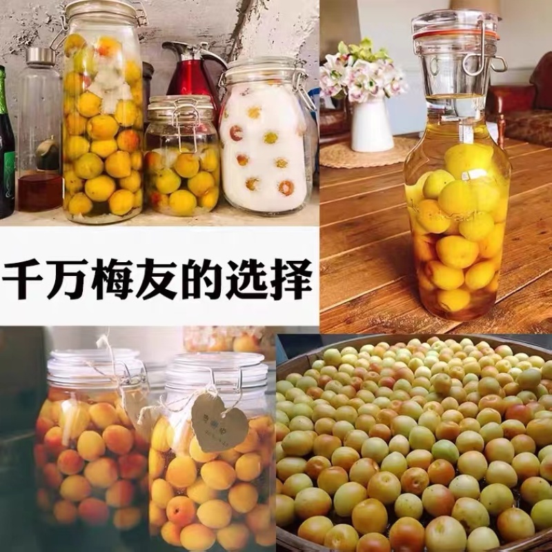 青梅主产区广东饶平新圩镇青梅之乡，青竹梅，小白梅，胭脂梅
