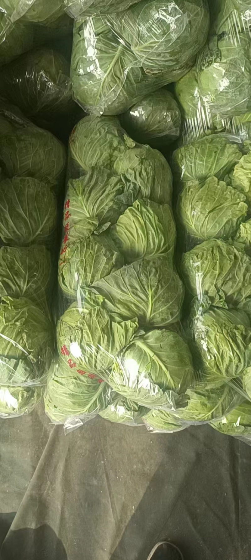 精品甘蓝圆包菜规格齐全质量保证价格实惠欢迎咨询