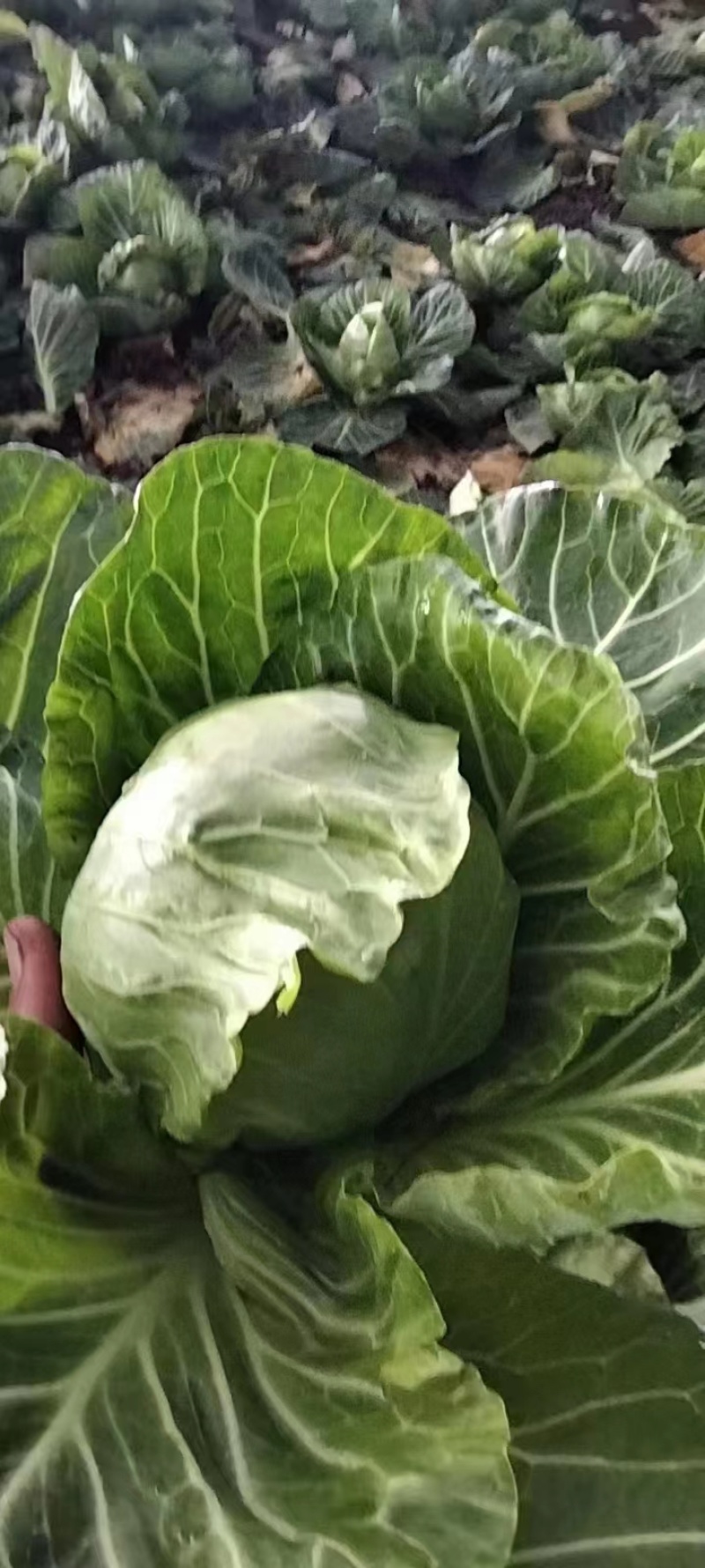精品甘蓝圆包菜规格齐全质量保证价格实惠欢迎咨询