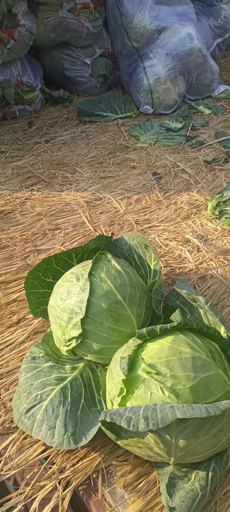 精品甘蓝圆包菜规格齐全质量保证价格实惠欢迎咨询