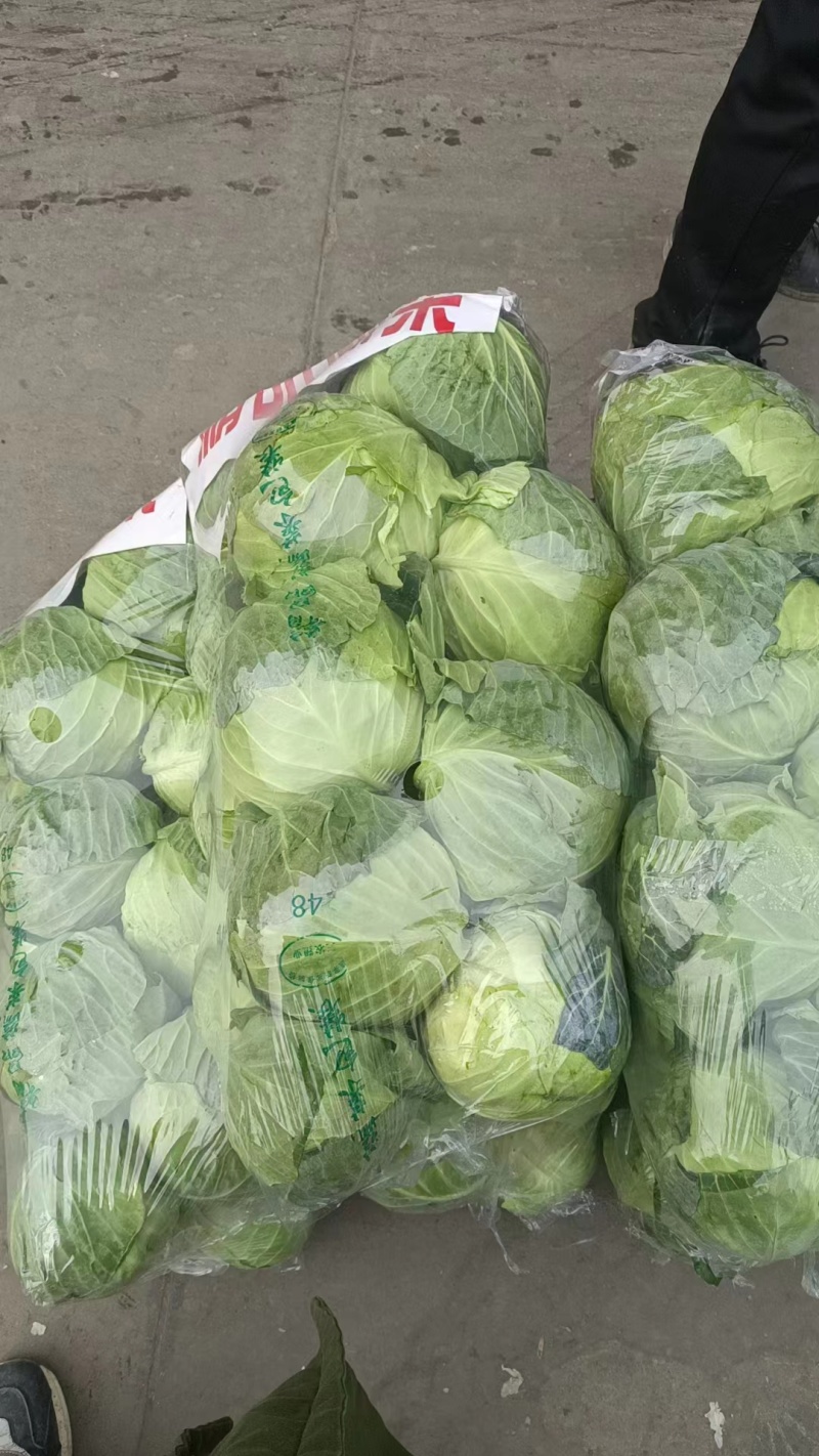精品甘蓝圆包菜规格齐全质量保证价格实惠欢迎咨询