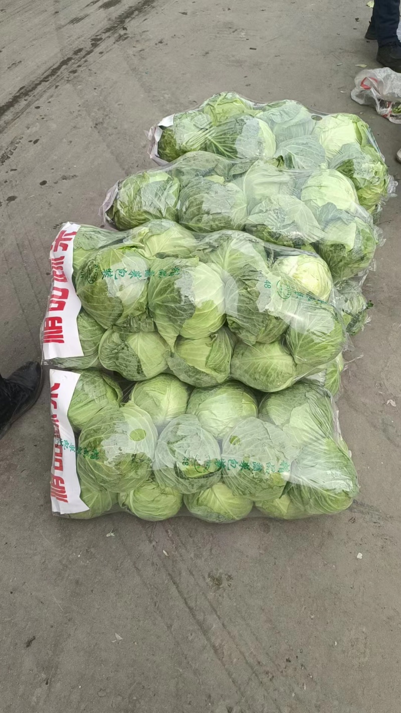 精品甘蓝圆包菜规格齐全质量保证价格实惠欢迎咨询