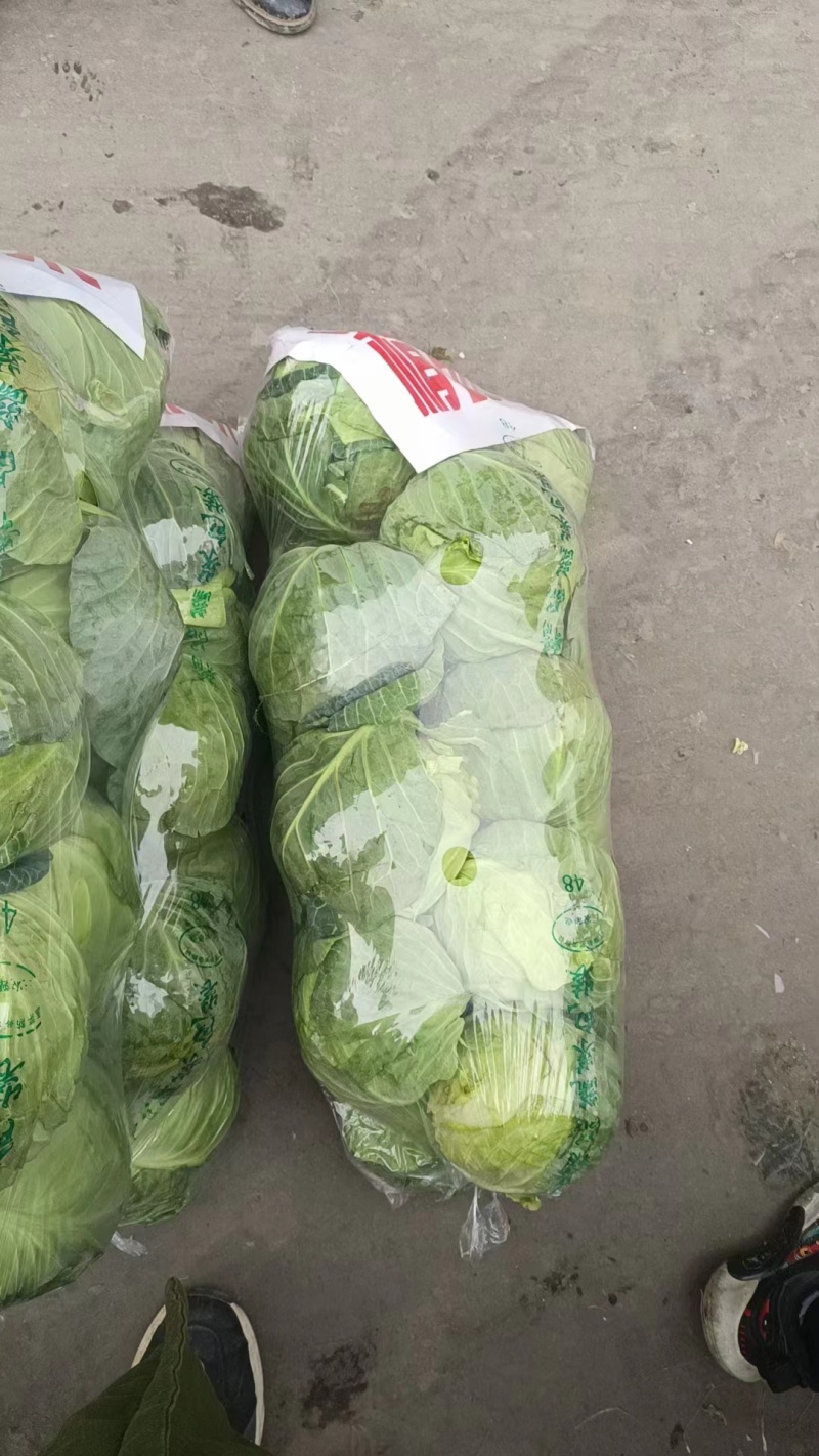 精品甘蓝圆包菜规格齐全质量保证价格实惠欢迎咨询