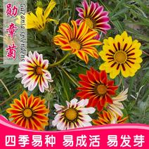 勋章菊种子四季种花种子多年生阳台庭院盆栽花种籽子室外花种