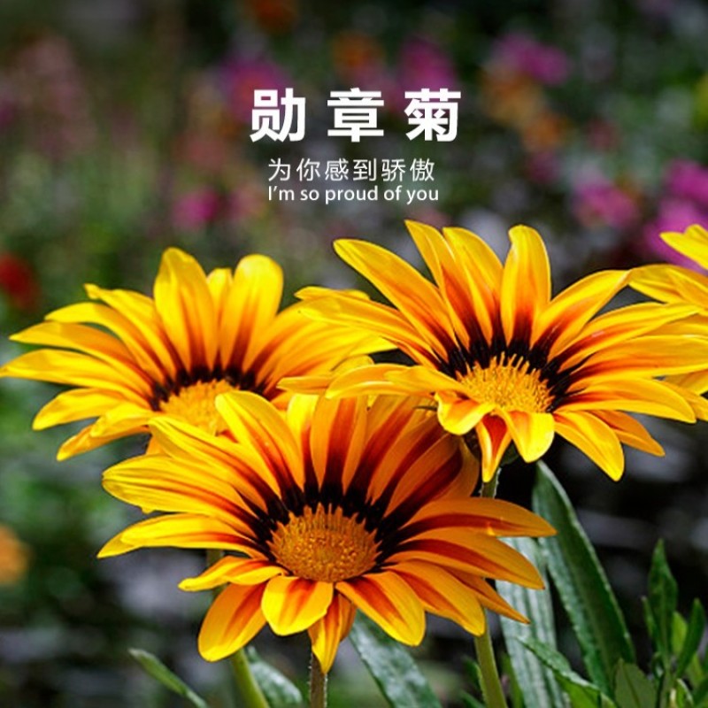 勋章菊种子四季种花种子多年生阳台庭院盆栽花种籽子室外花种