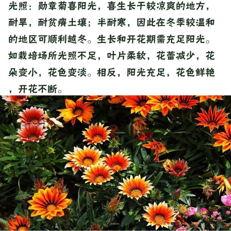 勋章菊种子四季种花种子多年生阳台庭院盆栽花种籽子室外花种