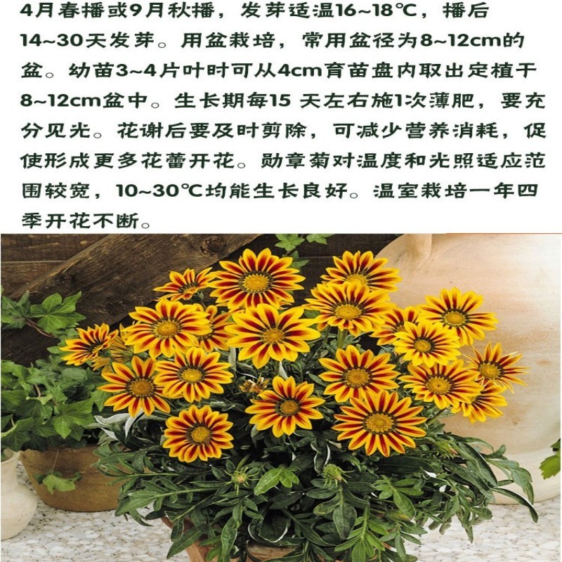 勋章菊种子四季种花种子多年生阳台庭院盆栽花种籽子室外花种