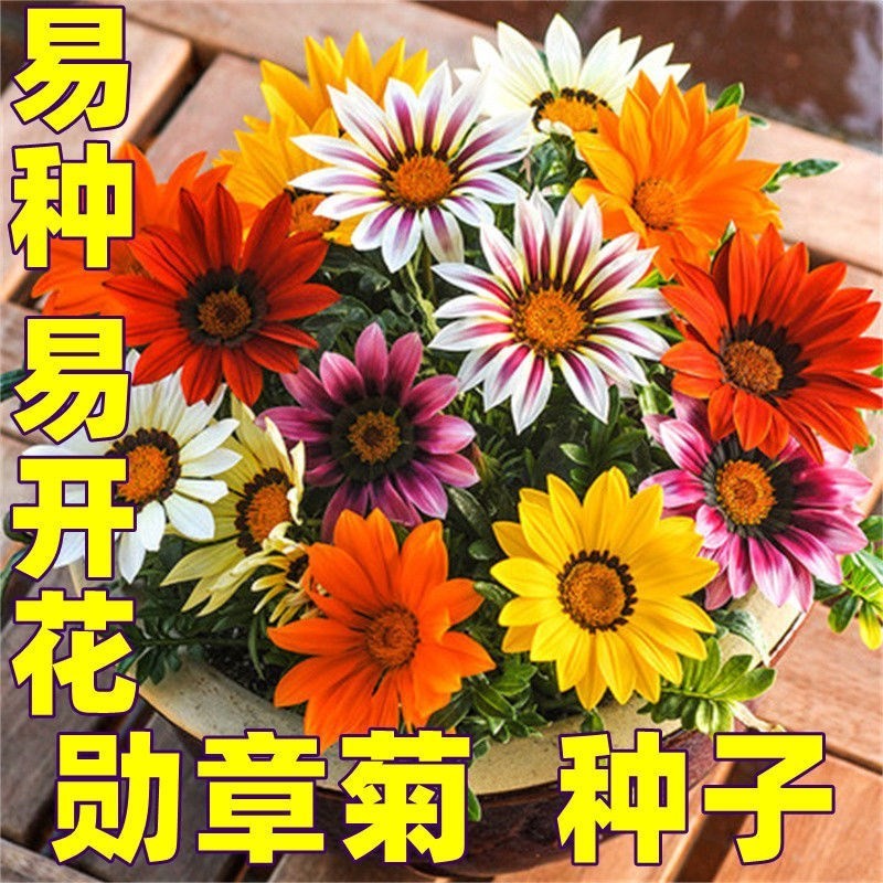 勋章菊种子四季种花种子多年生阳台庭院盆栽花种籽子室外花种