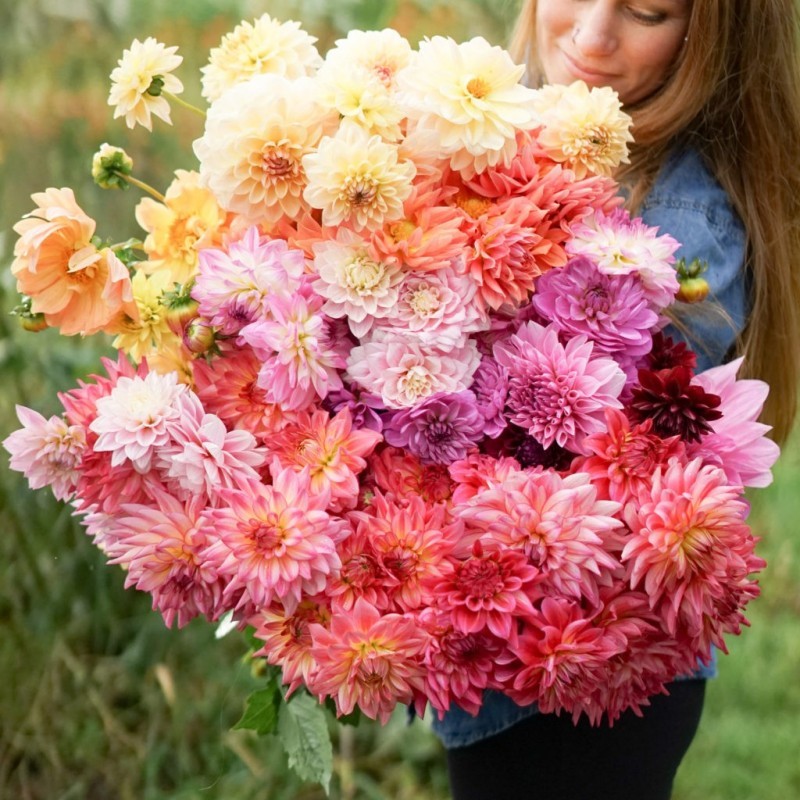 大丽花种子花籽四季室外易活观赏花卉四季播种庭院草花种籽子