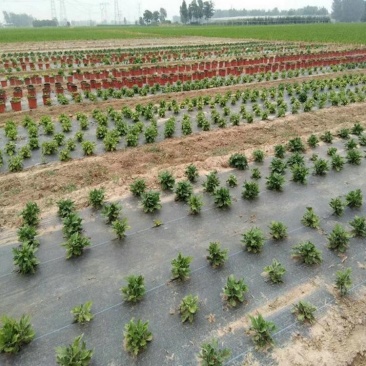 园艺地布打孔切片防草布PE防草布施工铺设