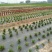 园艺地布打孔切片防草布PE防草布施工铺设