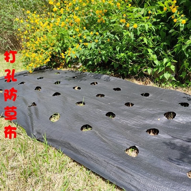 园艺地布打孔切片防草布PE防草布施工铺设