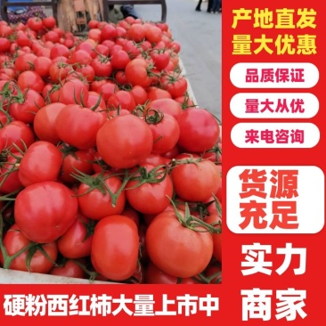 西红柿山东硬粉西红柿果型好弧三以上现摘先发