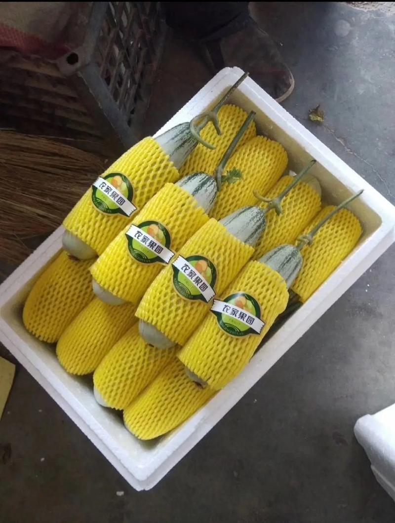 山东精品博洋61甜瓜，产地实力代收产地直发欢迎采购
