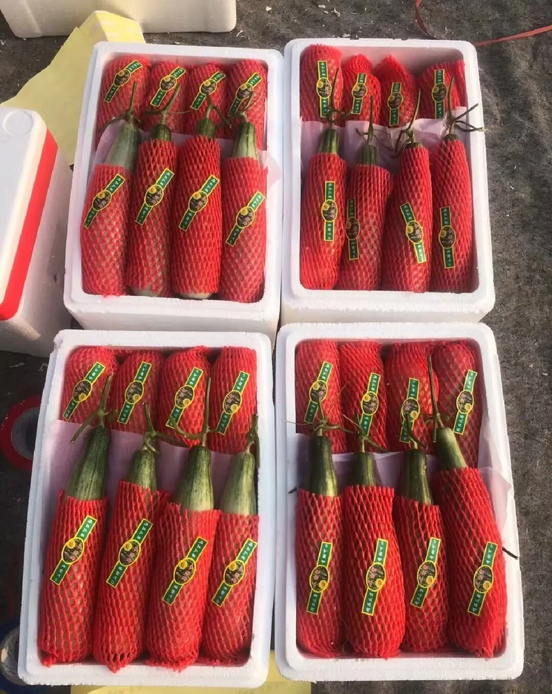 山东精品博洋61甜瓜，产地实力代收产地直发欢迎采购