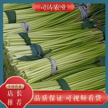 河南红帽蒜苔大量供应中，大量对接各大市场，加工厂，电商。