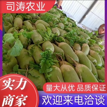 青萝卜，基地直供，大吨位供货，一条龙服务，对接全国市场！