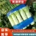 莴笋以大量上市，欢迎各大超市加工厂的老板可以下单了，大量