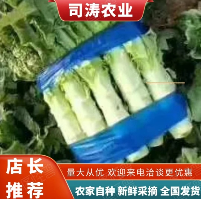 莴笋以大量上市，欢迎各大超市加工厂的老板可以下单了，大量